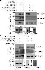 IRAK1 Antibody in Western Blot (WB)