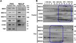 MED13 Antibody in Western Blot (WB)