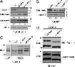 Lamin A/C Antibody in Western Blot (WB)