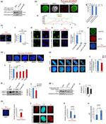 p21 Antibody in Immunocytochemistry (ICC/IF)