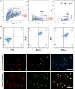 PLZF Antibody in Immunohistochemistry, Flow Cytometry (IHC, Flow)