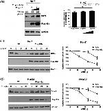 DYKDDDDK Tag Antibody in Western Blot (WB)