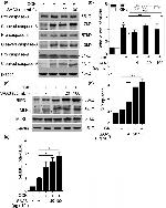 MLKL Antibody in Western Blot (WB)