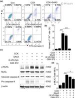 MLKL Antibody in Western Blot (WB)