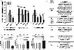 SUOX Antibody in Western Blot (WB)