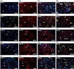 PCDH1 Antibody in Immunohistochemistry (Frozen) (IHC (F))