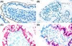 SLC10A2 Antibody in Immunohistochemistry (IHC)