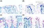 SLC10A2 Antibody in Immunohistochemistry (IHC)