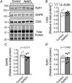 Calsequestrin Antibody in Western Blot (WB)