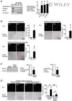 Rhotekin Antibody in Western Blot, Immunoprecipitation (WB, IP)