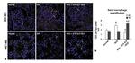 IDO Antibody in Immunohistochemistry (IHC)