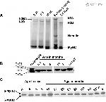 Cardiac Troponin T Antibody in Western Blot (WB)