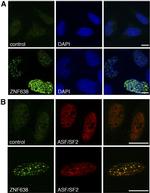 SRSF1 Antibody in Immunocytochemistry (ICC/IF)