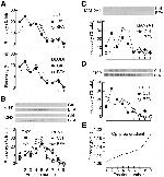 MAN2A1 Antibody in Western Blot (WB)