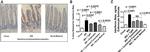 IFN beta Antibody in Immunohistochemistry, ELISA (IHC, ELISA)