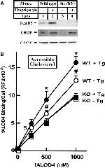 CHOP Antibody in Western Blot (WB)