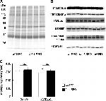 Rhodopsin Antibody in Western Blot (WB)