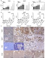 Thrombospondin 2 Antibody in Immunohistochemistry (IHC)