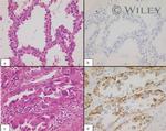 OCIAD2 Antibody in Immunohistochemistry (IHC)