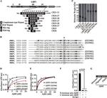 beta Amyloid (1-40) Antibody in ELISA (ELISA)