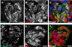 CD31 Antibody in Immunocytochemistry (ICC/IF)