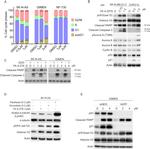 alpha Tubulin Antibody in Western Blot (WB)