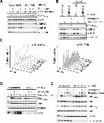 ASF1B Antibody in Western Blot (WB)