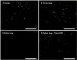 CD42a Antibody in Immunocytochemistry (ICC/IF)