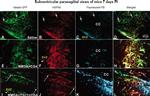 HSP90 alpha Antibody in Immunocytochemistry (ICC/IF)