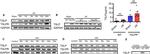 TSLP Antibody in Western Blot (WB)