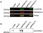 AHNAK Antibody in Western Blot (WB)