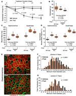 alpha Actinin 3 Antibody in Immunocytochemistry (ICC/IF)