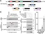 CaMKII alpha Antibody in Western Blot (WB)