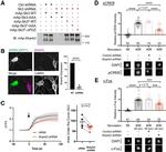 CaMKII alpha Antibody in Immunocytochemistry (ICC/IF)