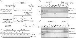 HDAC2 Antibody in Western Blot (WB)