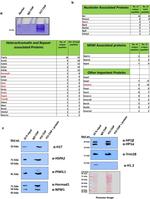 PIWIL1 Antibody in Western Blot (WB)