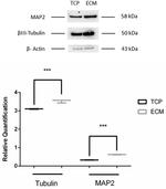 MAP2 Antibody in Western Blot (WB)