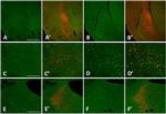 Latexin Antibody in Immunocytochemistry, Immunohistochemistry (ICC/IF, IHC)