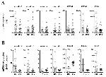 Claudin 2 Antibody in Western Blot (WB)