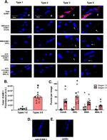 CD54 (ICAM-1) Antibody in Proximity Ligation Assay (PLA) (PLA)