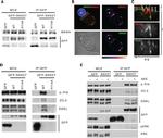 ZO-2 Antibody in Western Blot (WB)