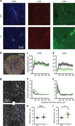 Connexin 30 Antibody in Immunocytochemistry (ICC/IF)