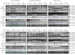 RARA Antibody in Western Blot (WB)