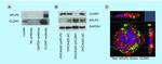 Claudin 7 Antibody in Western Blot, Immunocytochemistry, Immunoprecipitation (WB, ICC/IF, IP)