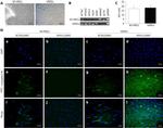 Actin Antibody in Immunocytochemistry (ICC/IF)