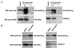 Influenza A NS2 Antibody in Western Blot (WB)