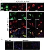 Influenza A NS2 Antibody in Immunocytochemistry (ICC/IF)