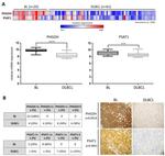 PSAT1 Antibody in Immunohistochemistry (IHC)