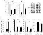 PSAT1 Antibody in Western Blot (WB)