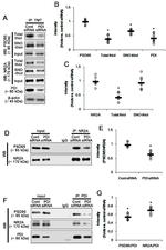 NMDAR2A Antibody in Western Blot, Immunoprecipitation (WB, IP)